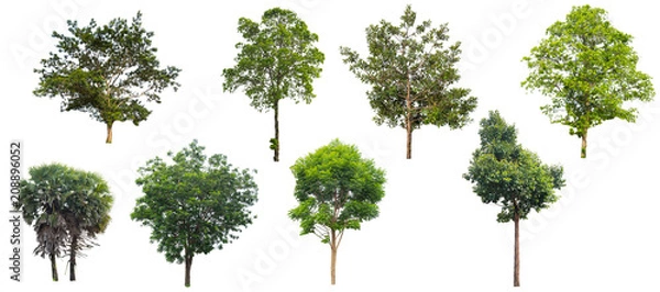 Fototapeta Drzewo na białym tle na białym tle.