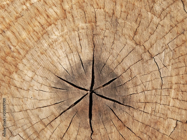 Obraz old tree stump texture background