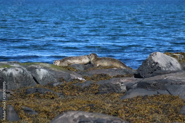 Obraz seals on ocean beach