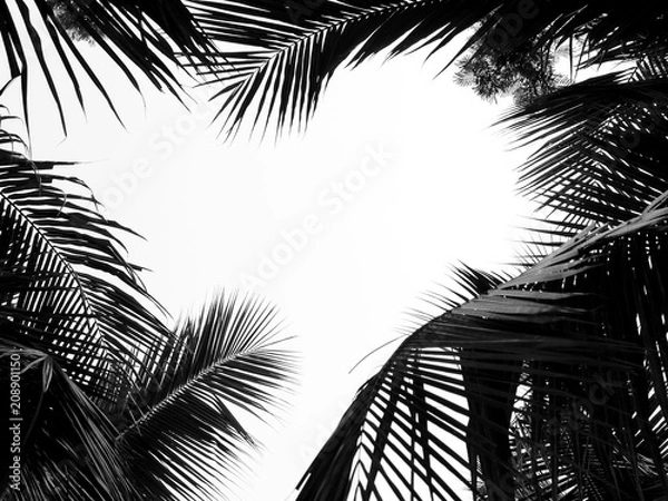 Fototapeta beautiful palms leaf on white background