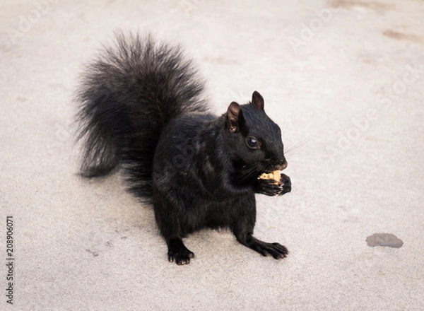 Fototapeta Black Squirrel with Nut 