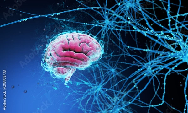 Obraz 3D human brain
