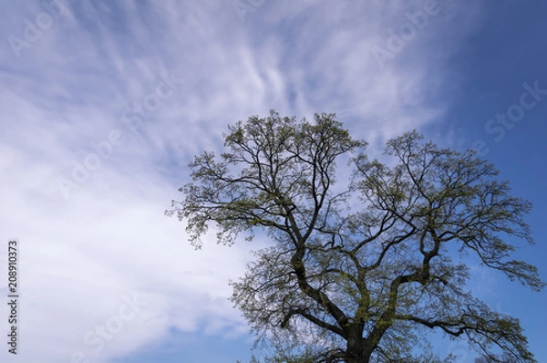 Fototapeta Tree before Clouds and Blue Sky