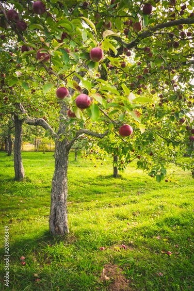 Fototapeta Quebec Apples, Canada