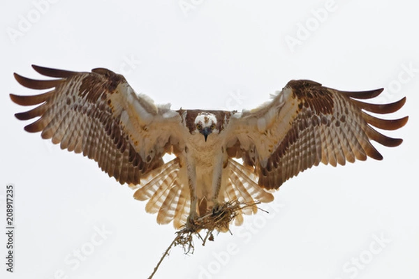 Fototapeta Nest Building