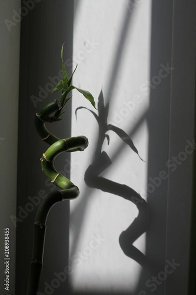 Obraz Бамбук. Тень.