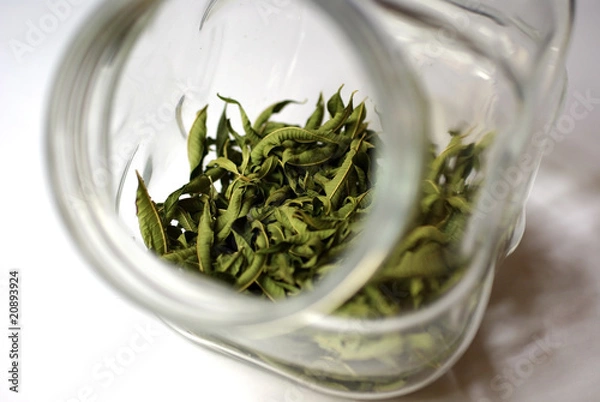 Obraz verveine en bocal