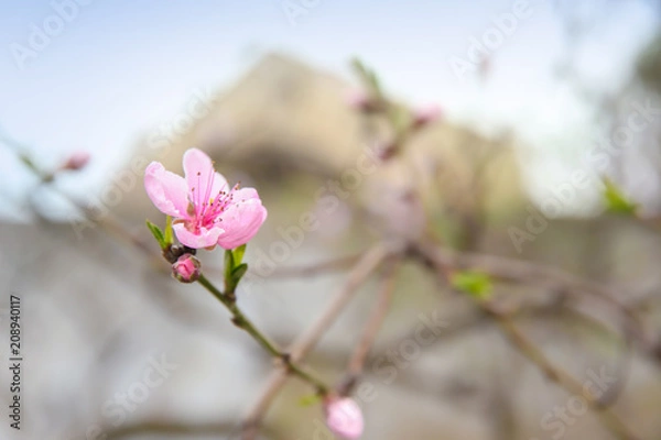 Obraz Branch with blooming flower on blurred background