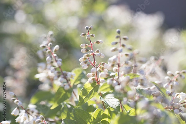 Fototapeta  White flowers blurred background. White flowers bloom in summer