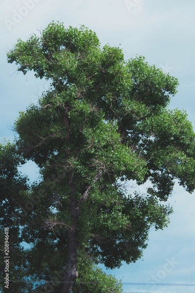 Obraz Beautiful tree