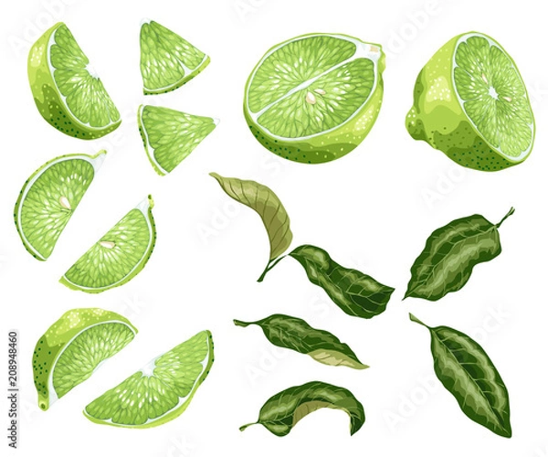 Obraz Lime parts set with lime fruit  halves of a fruit and its slices in realistic graphic vector illustration