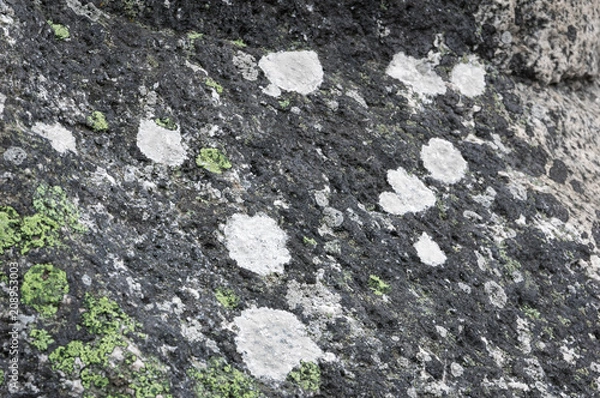 Fototapeta Macro of Granite Moss Wallpaper Pattern Bornholm Denmark