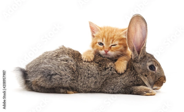 Fototapeta Сat and rabbit.