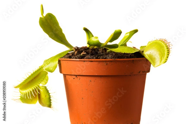 Obraz Dionaea muscipula in a pot on white background