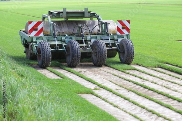 Obraz Lawn peeling machine for turf