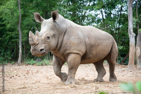 Obraz White Rhino