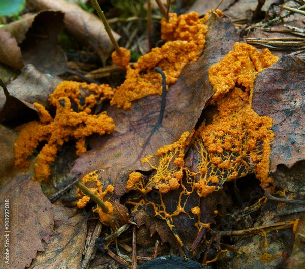 Fototapeta An orange veiny and granular plasmodium of a Physarum slime mold, or myxomycete, is crawling and spreading on dead leaves. Slime moulds are special organisms that gather from microscopic amoebae