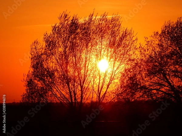 Obraz sunset in the forest