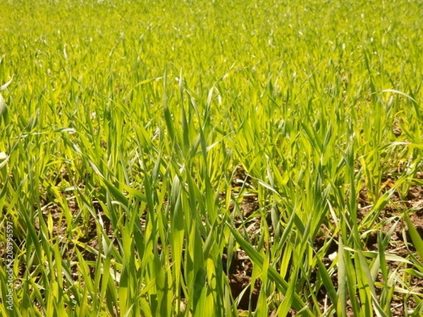 Obraz green grass in the field