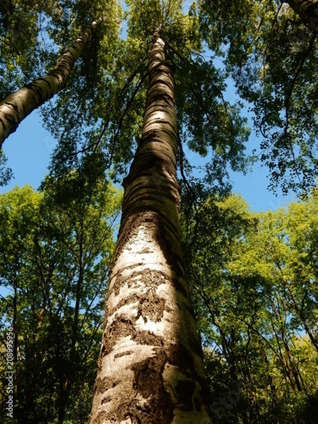 Obraz tree in the forest