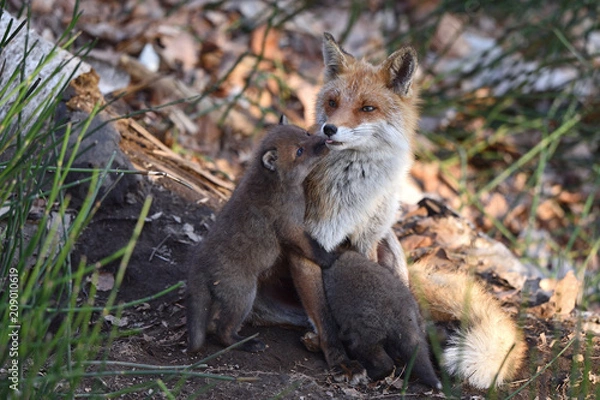 Obraz キタキツネの親子