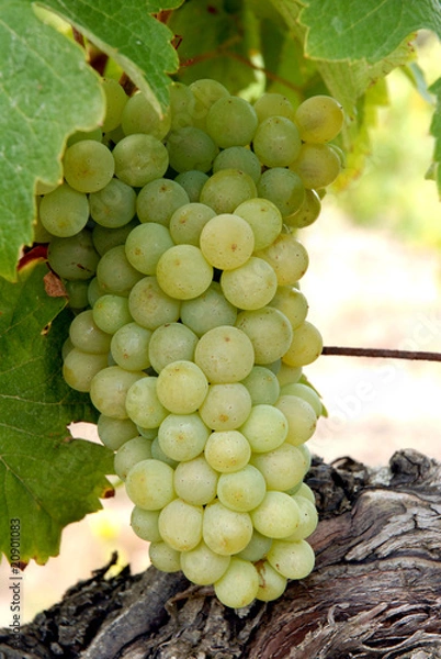 Fototapeta Grappe de Chenin