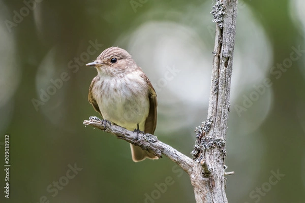 Obraz Flycatcher