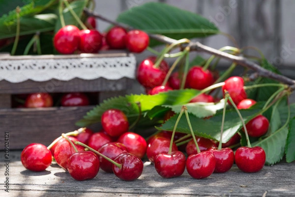 Fototapeta Cherries with leaves in vintage wooden box on rustic wooden table. Copy space