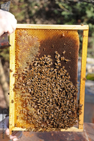 Fototapeta telaio api