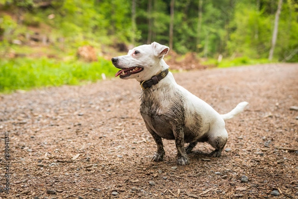 Obraz Dirty Jack Russel Terrier have a fun in the forest