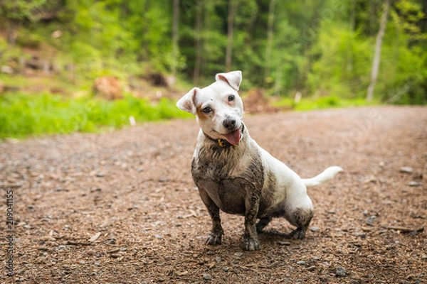 Obraz Dirty Jack Russel Terrier have a fun in the forest