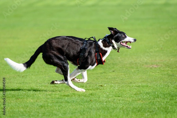 Fototapeta A black & white lurcher dog running fast in the park