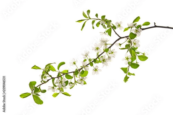 Fototapeta Beautiful blossoming branch on white background