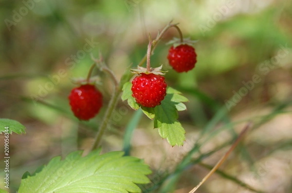 Obraz the patent trio