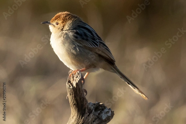 Obraz Bird on Branch