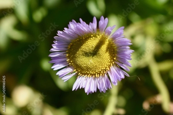 Obraz Imperfect Beauty