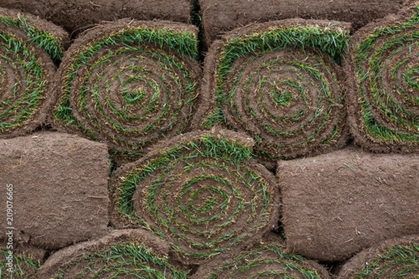 Obraz natural grass from the roll