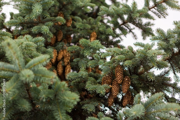 Obraz Coniferous cone