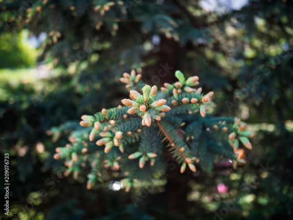 Obraz  coniferous tree in the summer