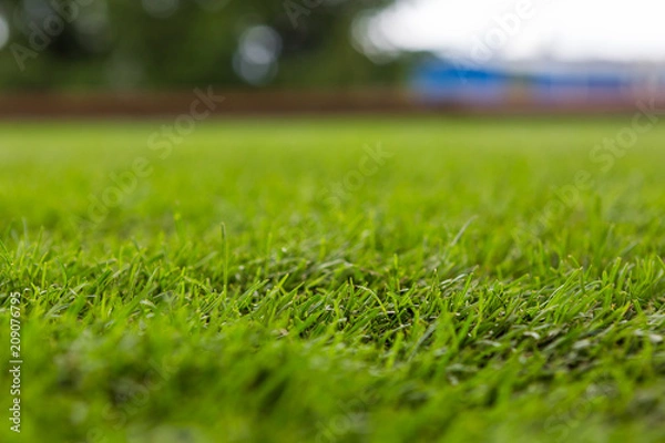 Obraz green grass on the turf