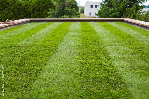 Obraz Artificial grass lawn