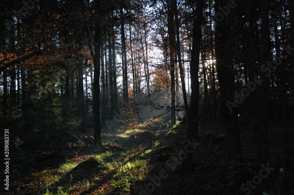 Obraz Licht und Schatten - Herbstimpressionen
