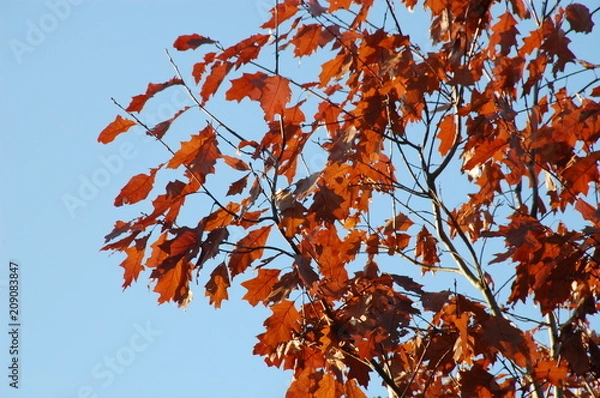 Obraz Herbstimpressionen