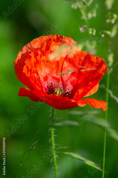 Obraz Poppy 004
