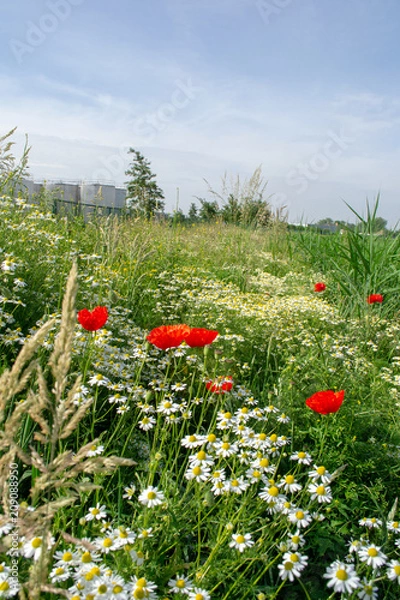 Obraz Wild flower mix 001