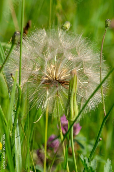 Obraz Dandelion 