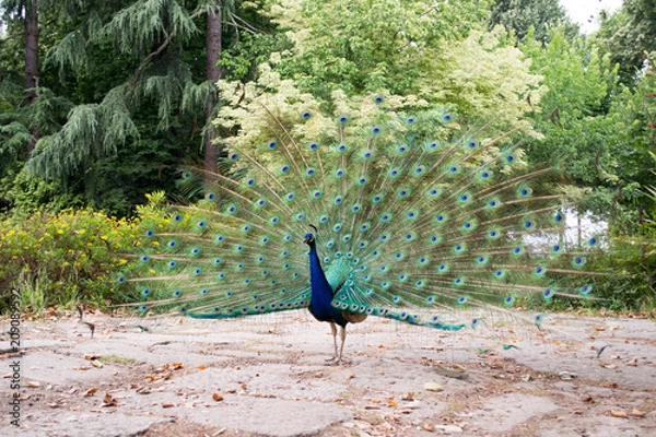 Obraz Peacock dance 
