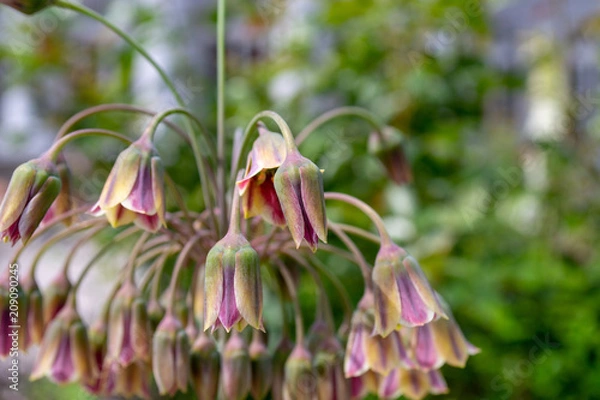 Obraz Hanging flowers