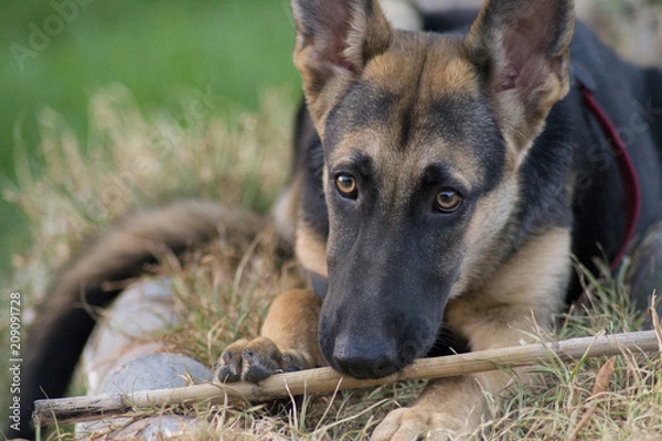 Fototapeta perro jugando