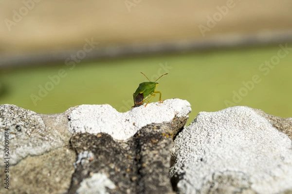 Obraz Green shield bug